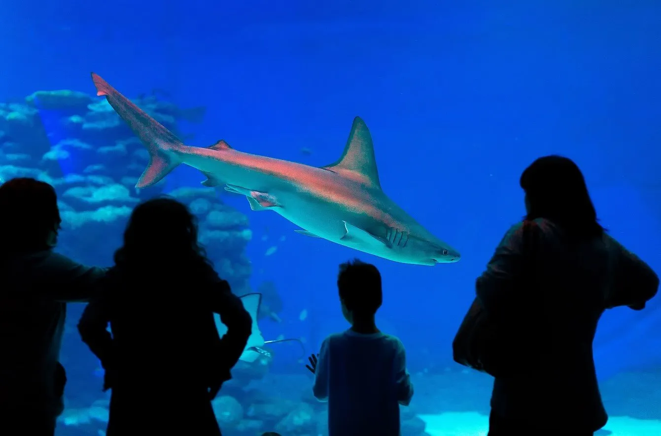 Istanbul Aquarium Family Adventure
